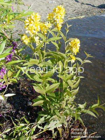loosestrife, garden
